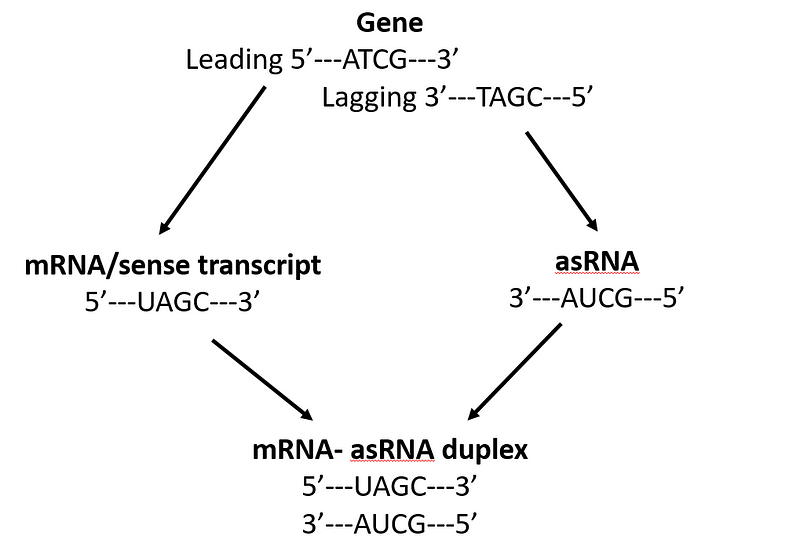 Antisense oligonucleotides mechanism in drug discovery