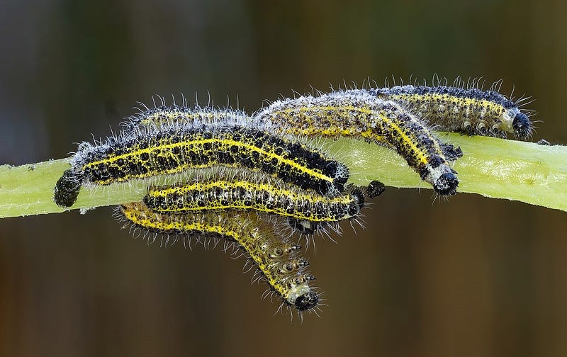 Two caterpillars on a fence, symbolizing friendship