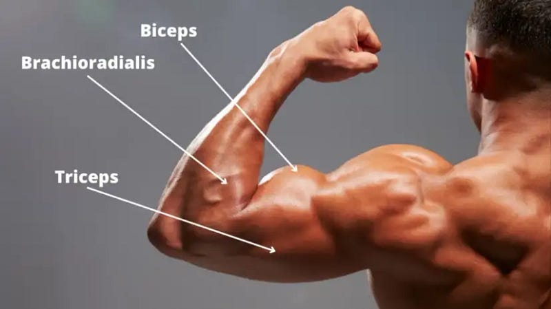 Diagram of arm muscles